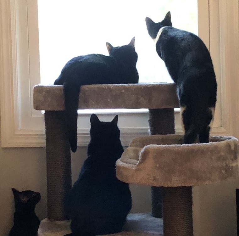 cats on cat tree