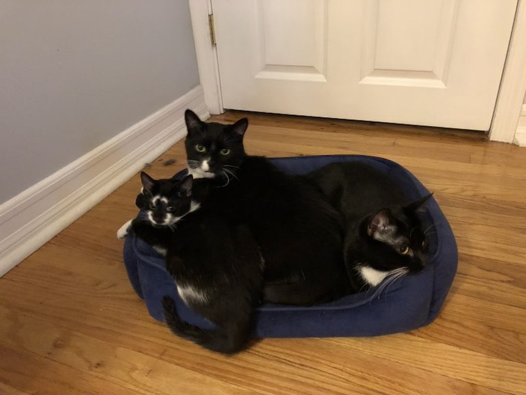 three cats in a cat bed