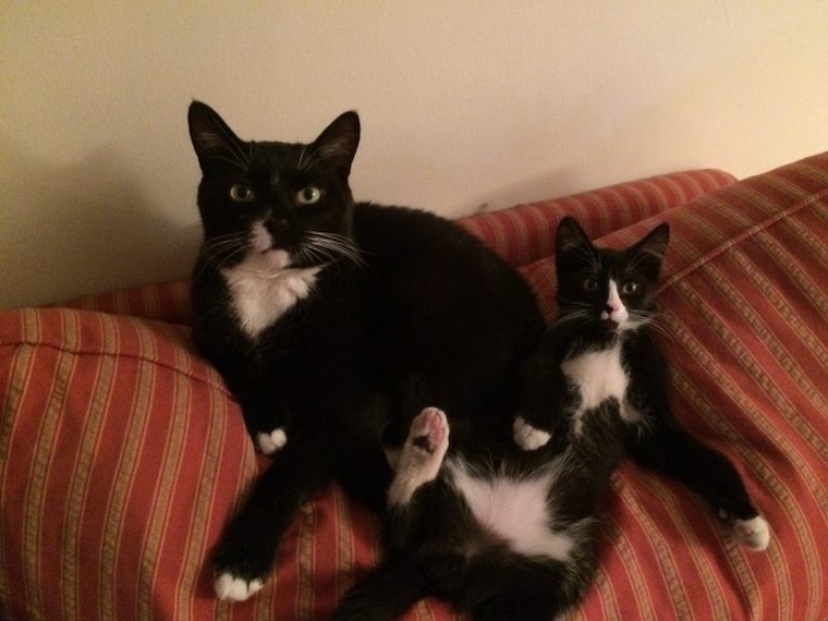 two cats