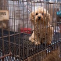 puppy mill