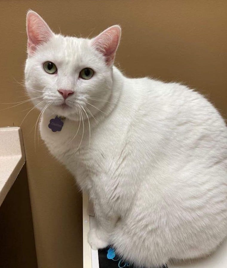 Declawed Cat Olive