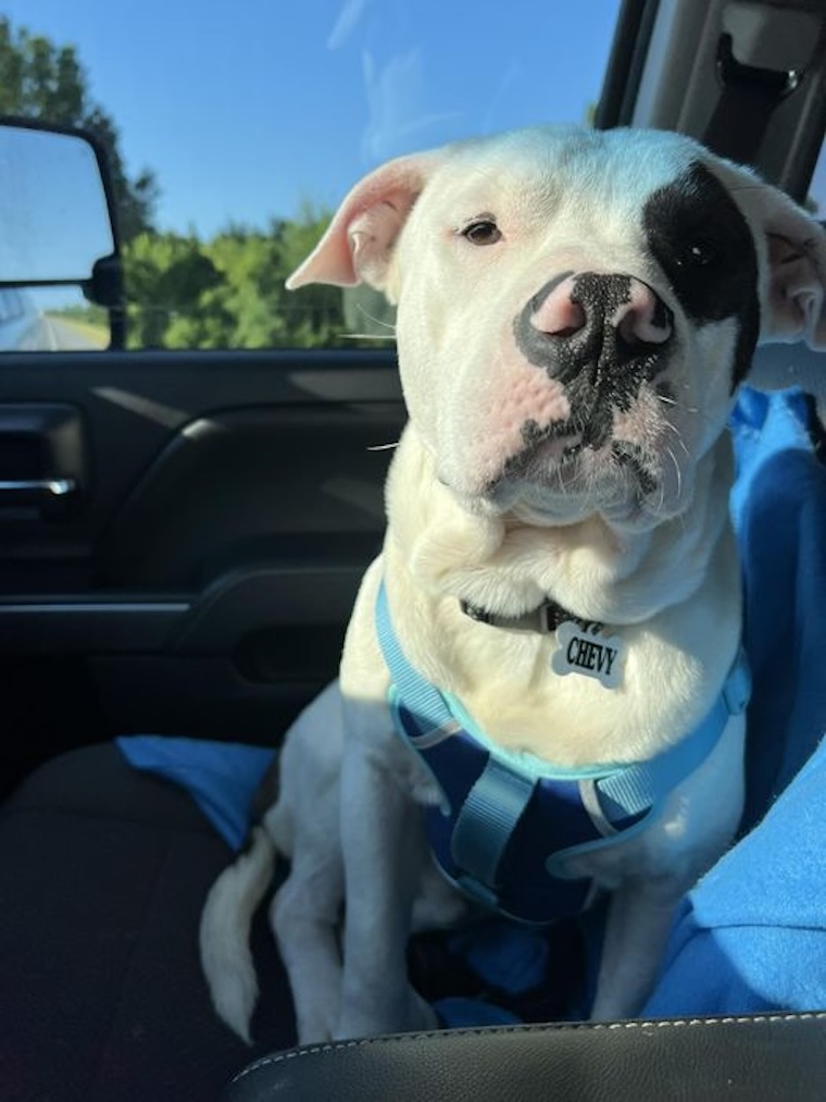 rescued dog, Chevy