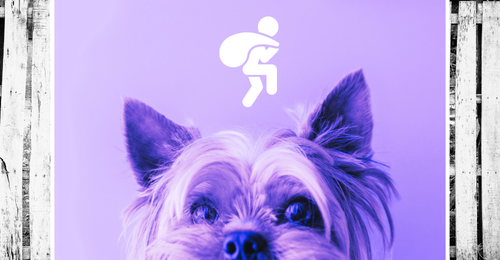 February 14 is Pet Theft Awareness Day—Here's How to Keep Your Pets Safe!