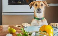 vegan dog