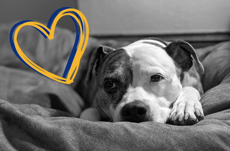 dog and heart