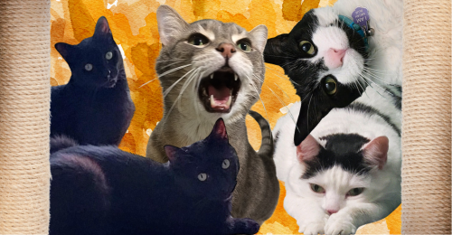 happy cats
