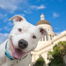 dog and Sacramento capitol building