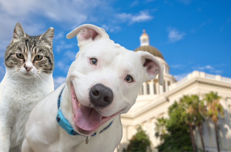 cat, dog, and capitol building in Sacramento