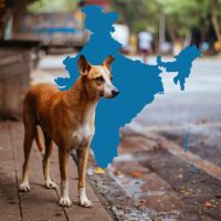 street dog and India