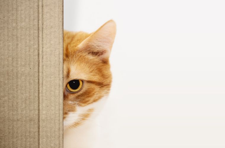 orange cat hiding