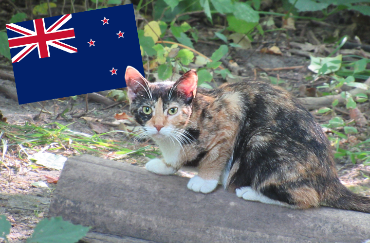 cat and flag of New Zealand
