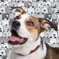 dog and dog pattern