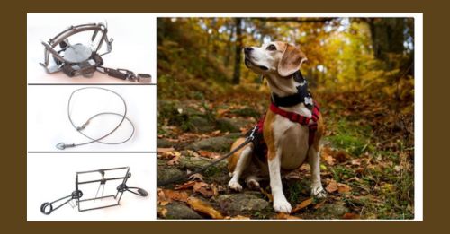 Traps are injuring and killing pets, new data released