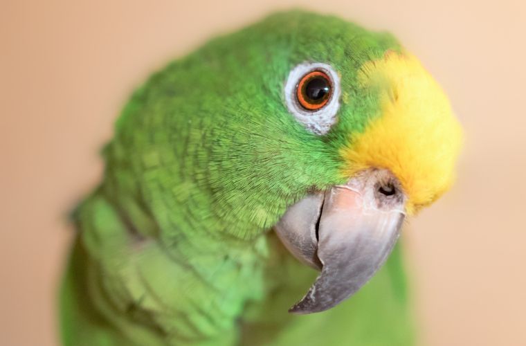 close-up of parrot