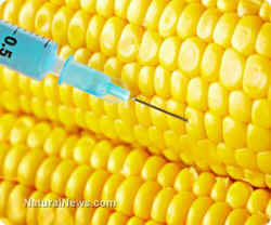 GMO plague corn