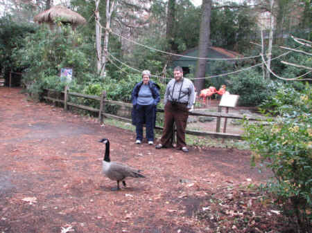 goose wounded healer