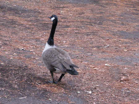 goose wounded healer