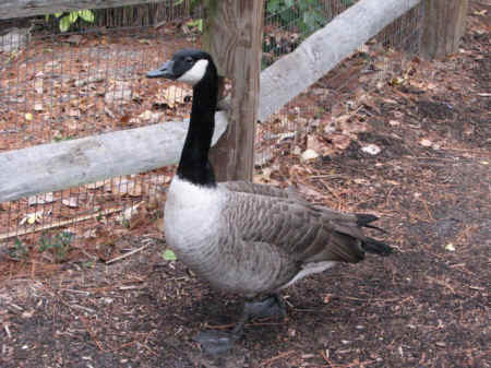 goose wounded healer