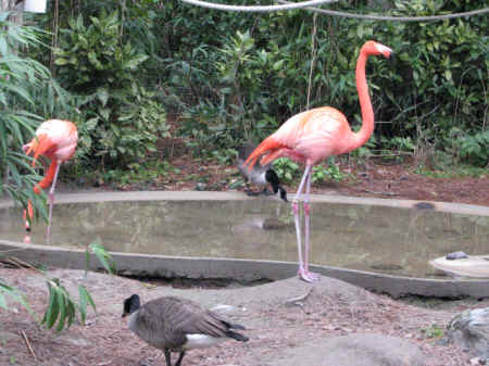 goose wounded healer