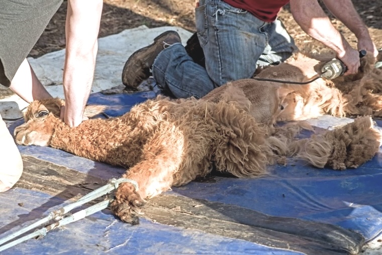 shearing Alpaca