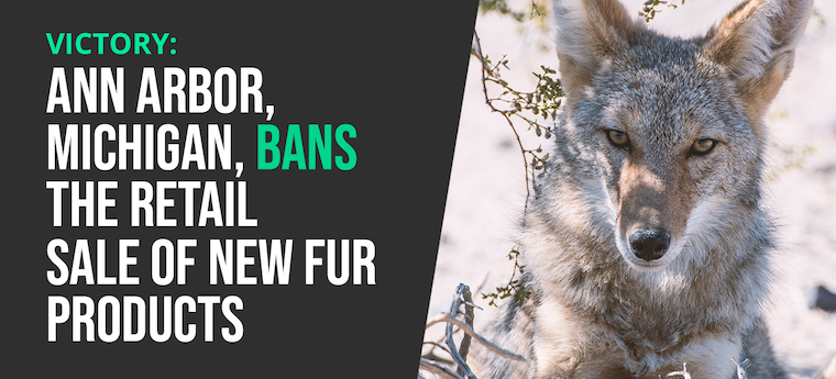 ban fur