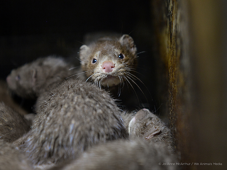 farmed Minks