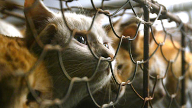 caged Cats