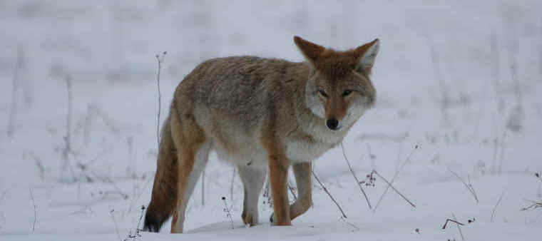 wild Coyote