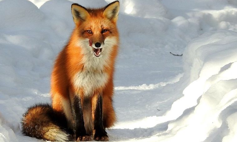 Red Fox
