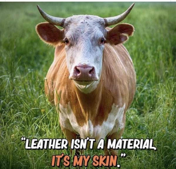 cow's skin