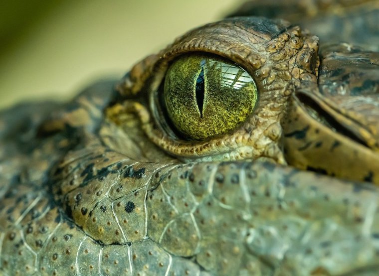 crocodile eye