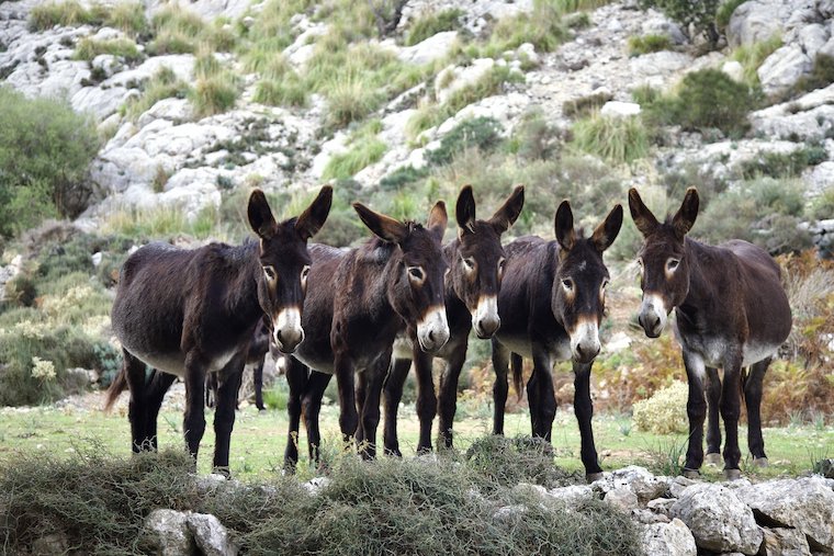 wild Donkeys