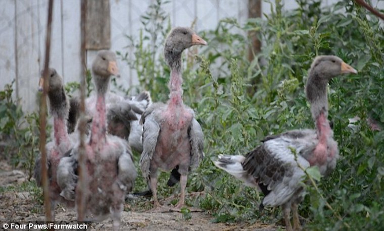 'plucked' geese
