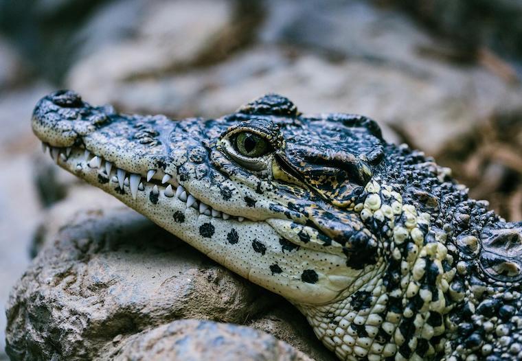 Alligator
