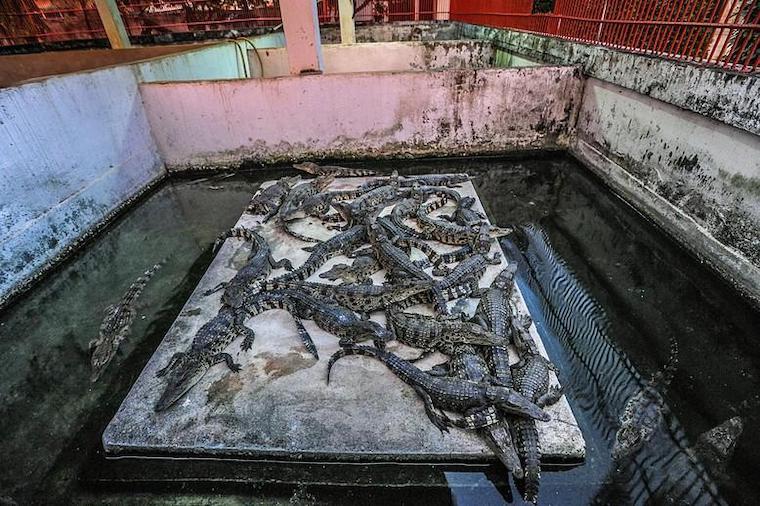 farmed Alligators