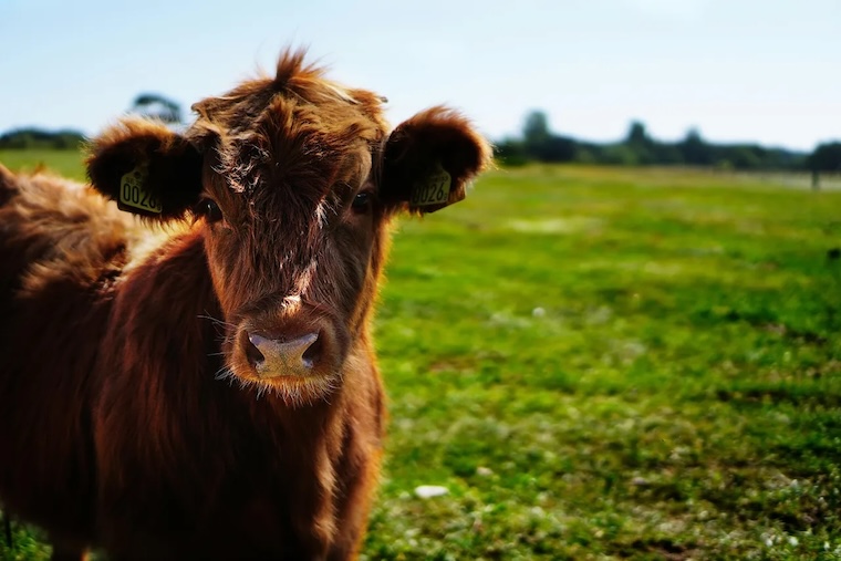 Cow in field