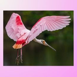 Roseate Spoonbill