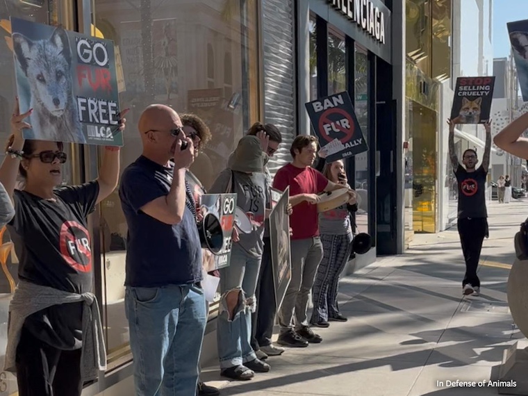 fur free friday protest