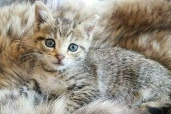 kitten on fur