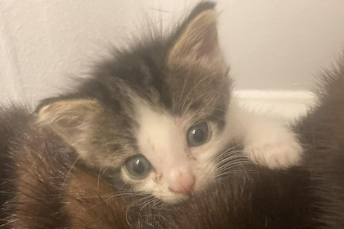kitten on fur