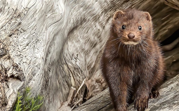wild Mink
