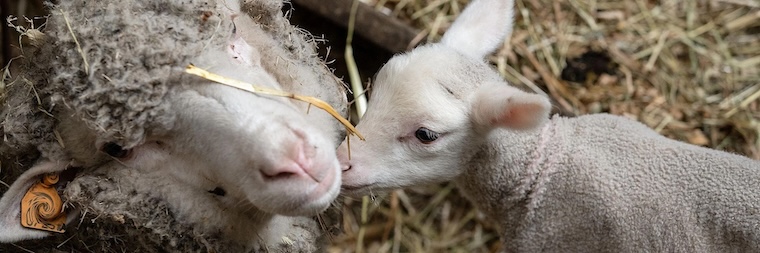 Ewe and Lamb