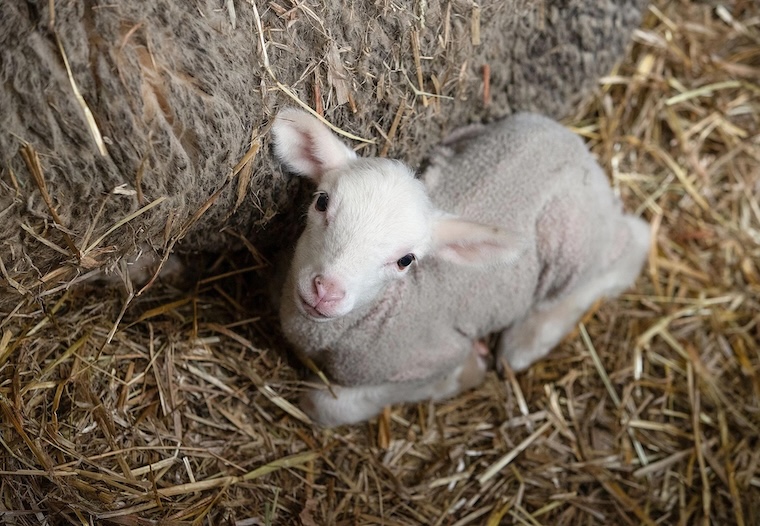 Lamb