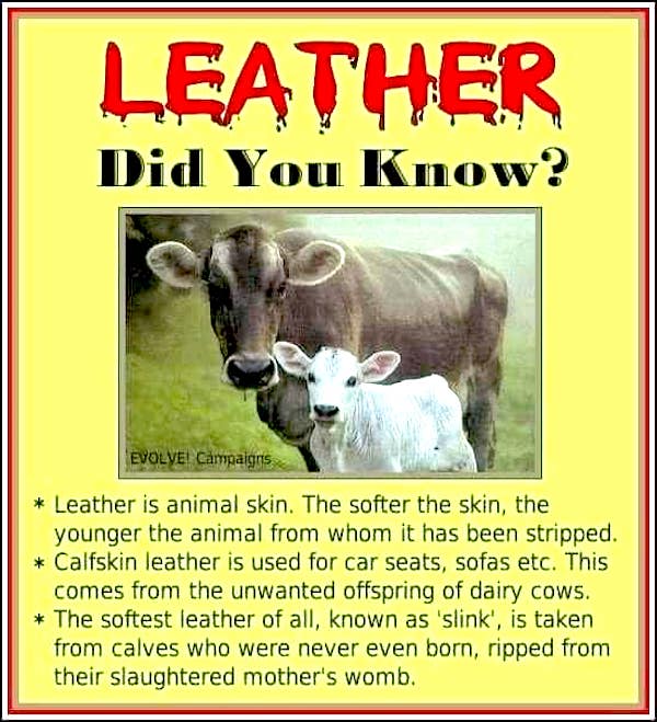 leather cow calf