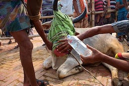 cow leather cruelty