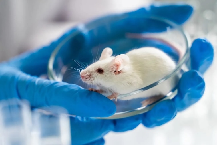 abused lab mouse