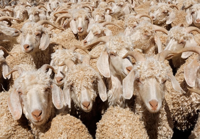 angora goats