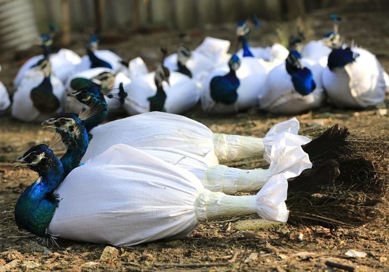 Peacock feathers