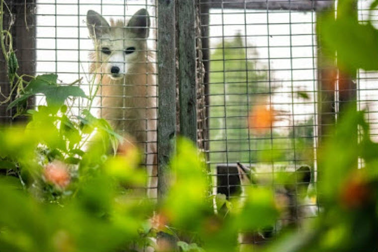 farmed Foxes