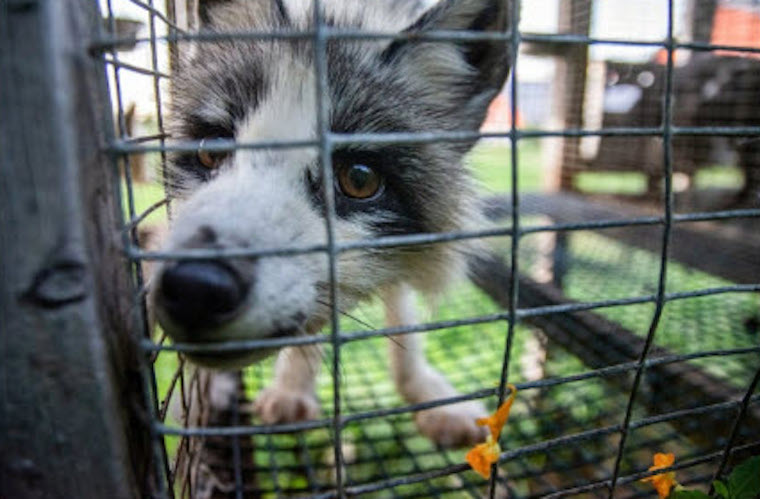 farmed Fox